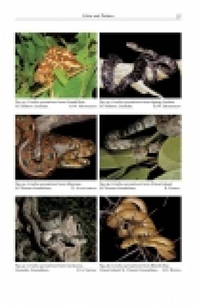 Natural History of Neotropical Treeboas (genus Corallus)